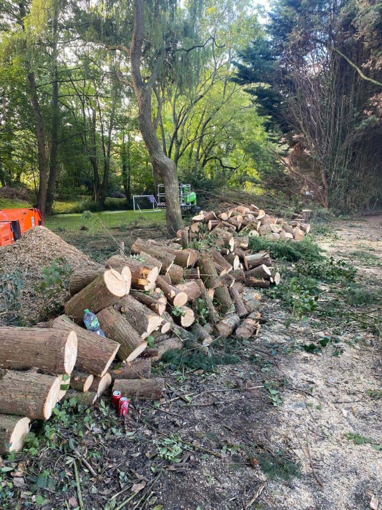 This is a photo of a wood area which is having multiple trees removed. The trees have been cut up into logs and are stacked in a row. Thrapston Tree Surgeons