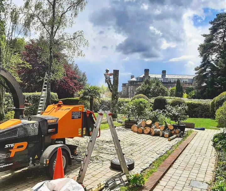 This is a photo of a tree being felled. A tree surgeon is currently removing the last section, the logs are stacked in a pile. Thrapston Tree Surgeons